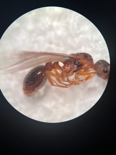 Myrmica scabrinodis photo 24