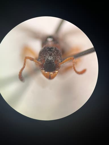 Myrmica scabrinodis photo 25