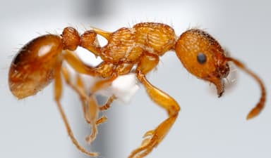 Myrmica scabrinodis photo 26