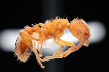 Myrmica scabrinodis photo 27