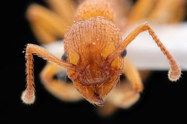 Myrmica scabrinodis photo 28