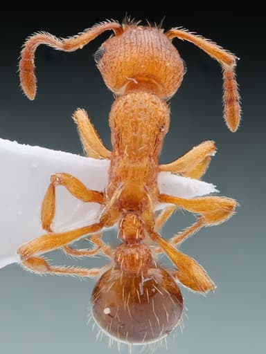 Myrmica scabrinodis photo 29