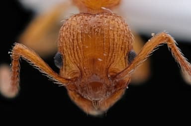 Myrmica scabrinodis photo 31