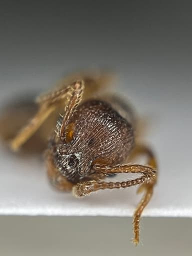 Myrmica scabrinodis photo 33