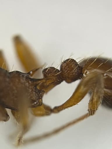 Myrmica scabrinodis photo 35