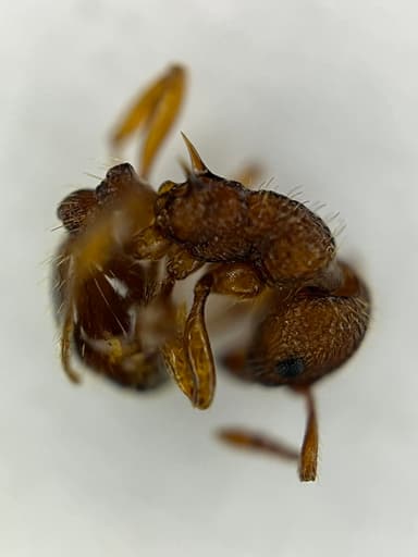 Myrmica scabrinodis photo 39