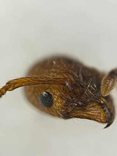Myrmica scabrinodis photo 43