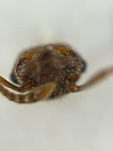 Myrmica scabrinodis photo 45