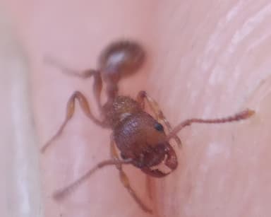 Myrmica scabrinodis photo 50