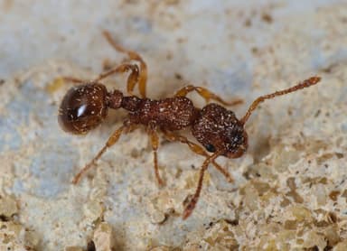 Myrmica scabrinodis photo 51