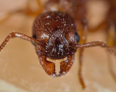Myrmica scabrinodis photo 54