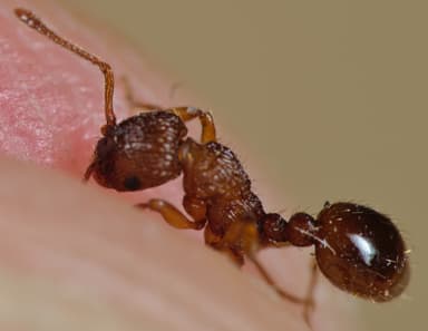 Myrmica scabrinodis photo 56