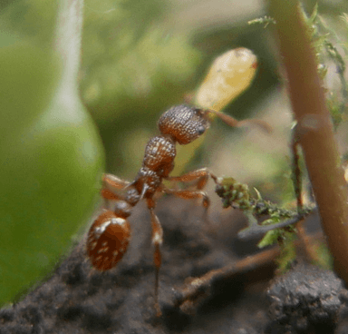 Myrmica scabrinodis photo 57