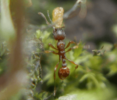 Myrmica scabrinodis photo 58