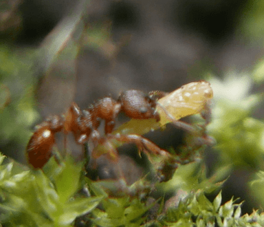 Myrmica scabrinodis photo 59