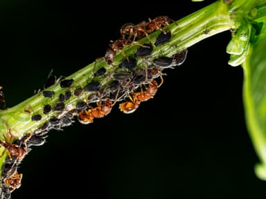 Myrmica scabrinodis photo 4