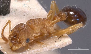 Myrmica scabrinodis photo 5