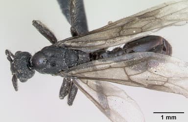 Myrmica scabrinodis — queen photo 6