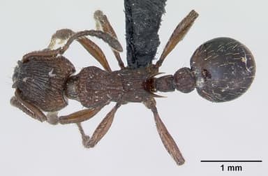Myrmica scabrinodis — queen photo 7