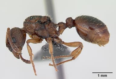Myrmica scabrinodis — queen photo 8