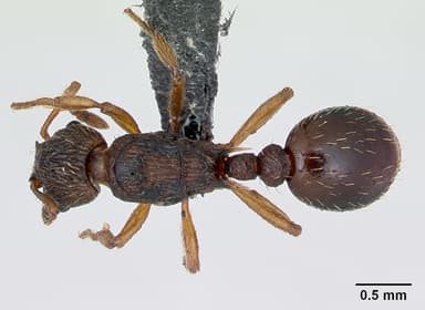 Myrmica scabrinodis — queen photo 10