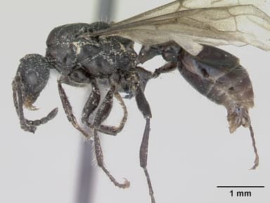 Myrmica scabrinodis — queen photo 12