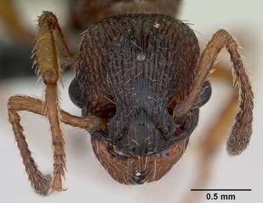 Myrmica scabrinodis — queen photo 13