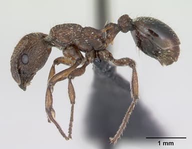 Myrmica scabrinodis — queen photo 14