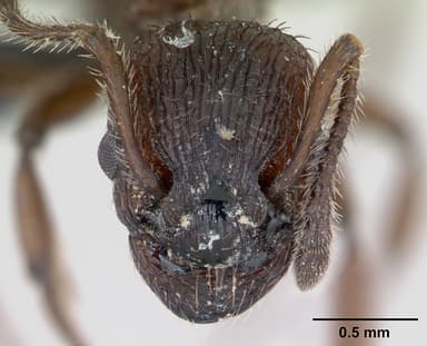 Myrmica scabrinodis — queen photo 15