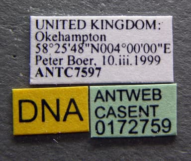 Myrmica scabrinodis photo 16