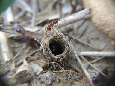 Myrmica schencki photo 17