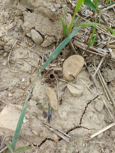 Myrmica schencki photo 19