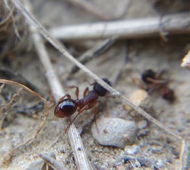 Myrmica schencki photo 20