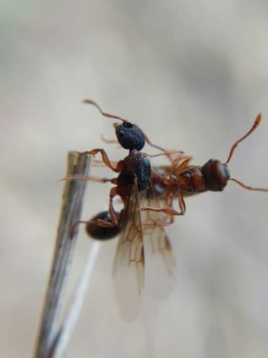 Myrmica schencki photo 21