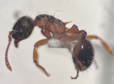 Myrmica schencki — queen photo 25