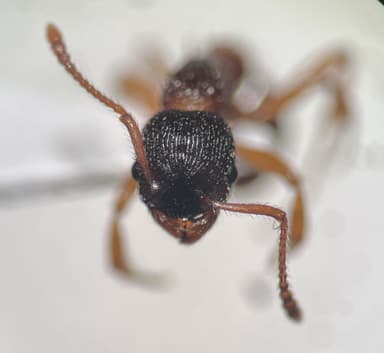 Myrmica schencki — queen photo 27