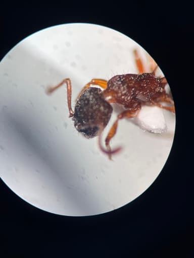 Myrmica schencki photo 28