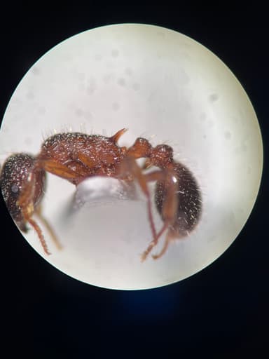 Myrmica schencki photo 29