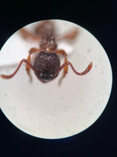 Myrmica schencki photo 30