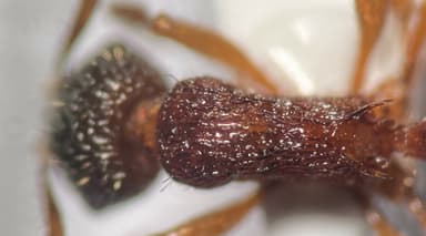 Myrmica schencki photo 31