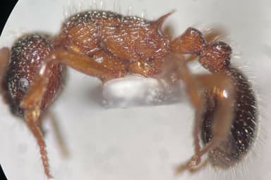 Myrmica schencki photo 33