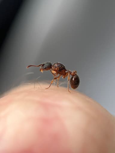 Myrmica schencki photo 35