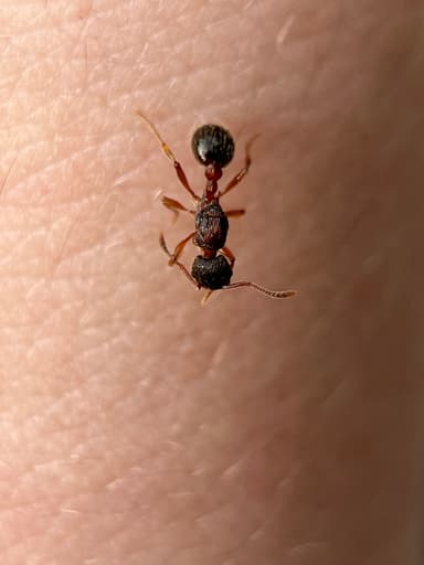 Myrmica schencki photo 36