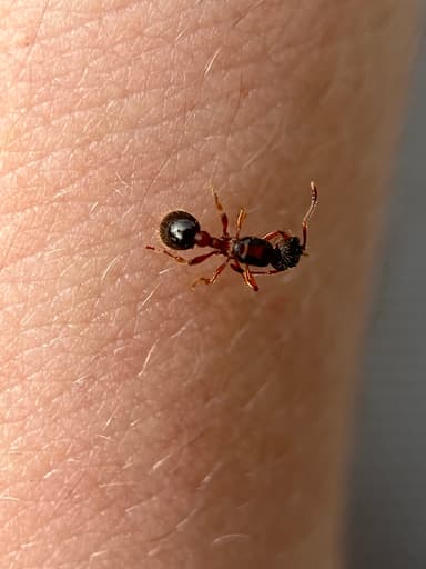 Myrmica schencki photo 38
