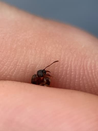 Myrmica schencki photo 39