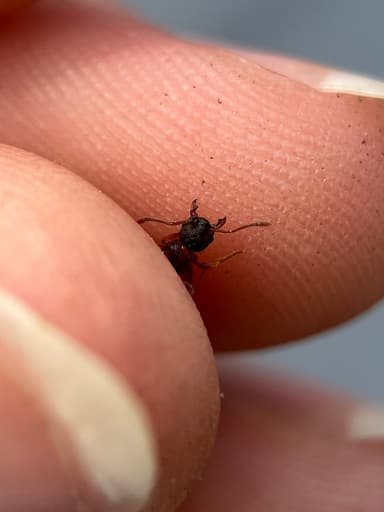 Myrmica schencki photo 40