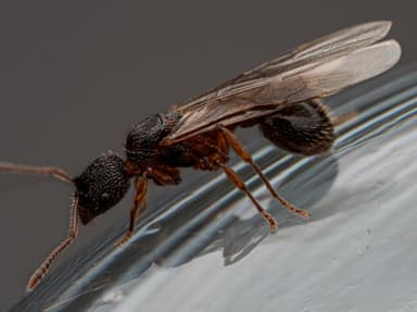 Myrmica schencki photo 41