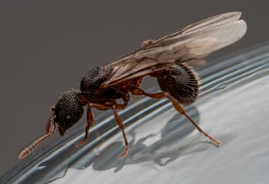 Myrmica schencki photo 42