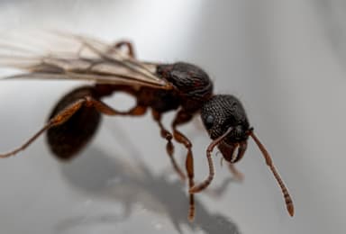 Myrmica schencki photo 43