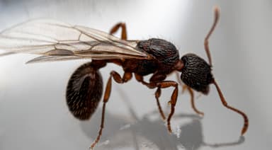 Myrmica schencki photo 44